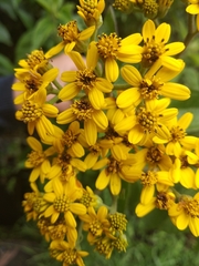 Kingianthus paniculatus