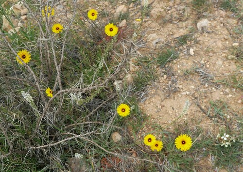 False Sow-thistle