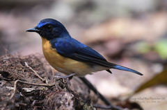 Sunda Blue Flycatcher photo 1