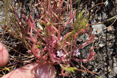 Claytonia exigua