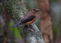 Sunda Blue Flycatcher photo 2