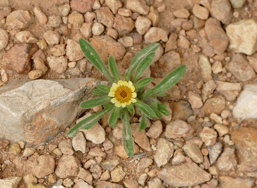 Rose of Jericho