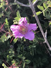 Rosa minutifolia