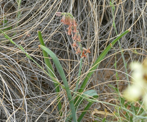 Dipcadi serotinum fulvum