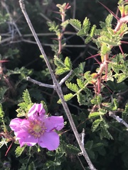 Rosa minutifolia