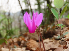 Cyclamen repandum repandum