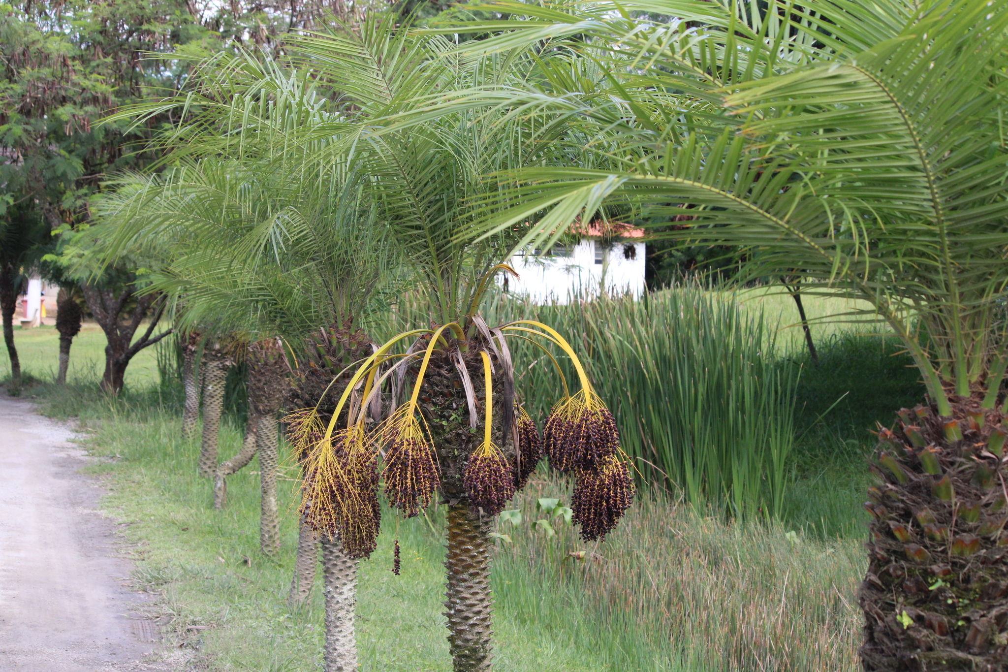 Imagem de Palmeira-dama