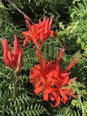 Nerine sarniensis