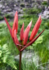 Nerine sarniensis