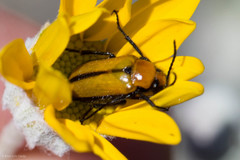 Nemognatha scutellaris