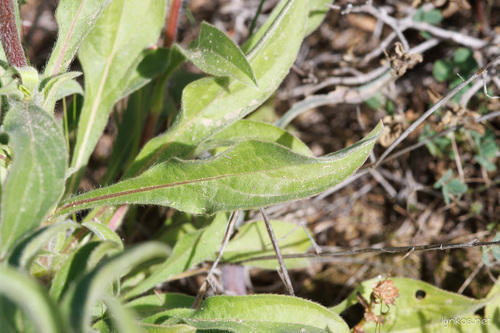 Spiny Starwort