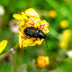 Astylus bourgeoisi
