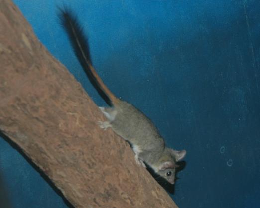 Red-tailed Phascogale