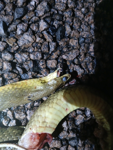 Northern Brown Snake sighting