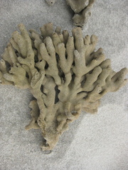 Callyspongia annulata