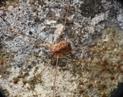 Dasylobus