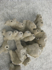 Callyspongia