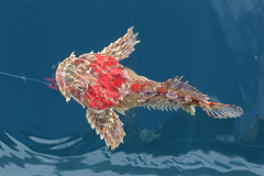 Hemilepidotus hemilepidotus