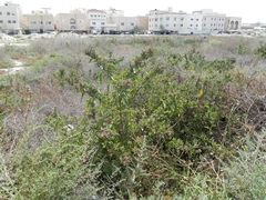 Chenopodiastrum murale