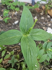 Spigelia anthelmia image