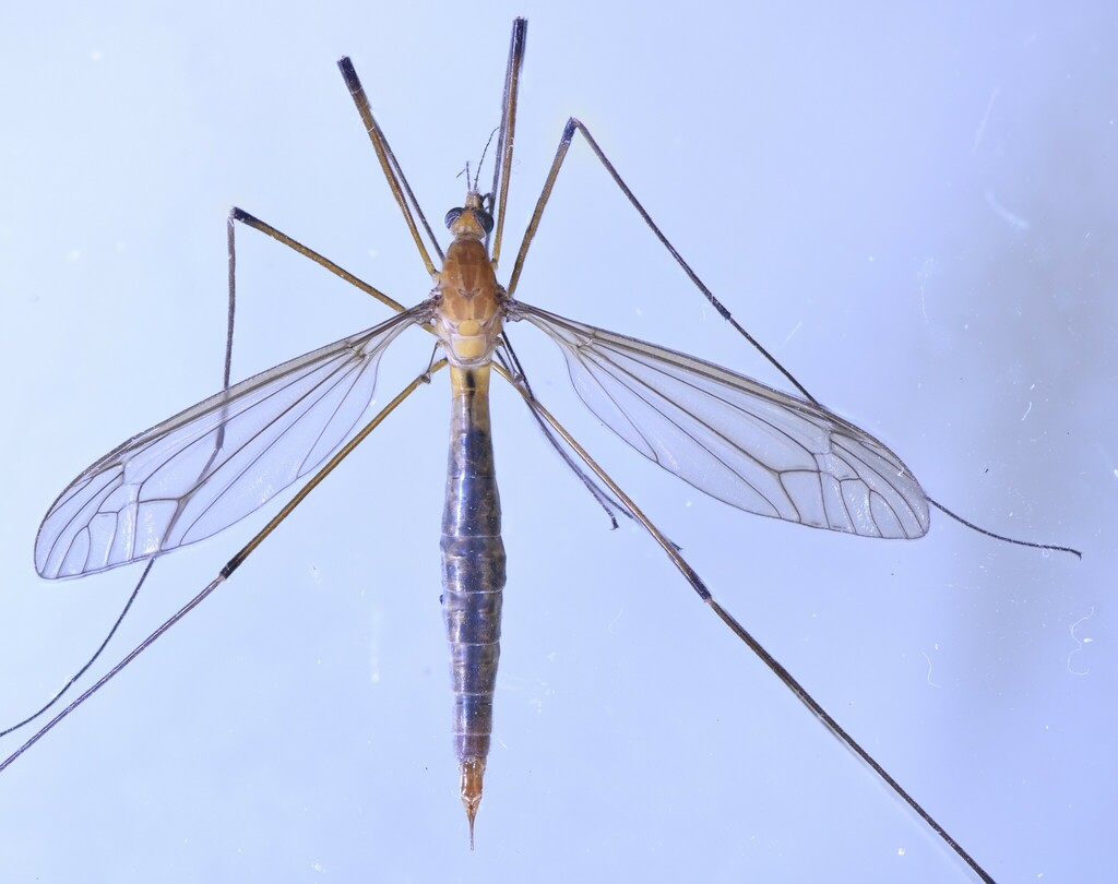 Tipula zambeziensis