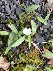 Anemonoides quinquefolia