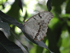 Morpho polyphemus polyphemus