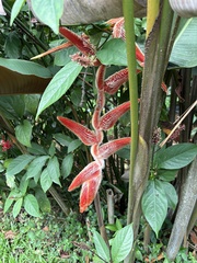 Heliconia vellerigera image
