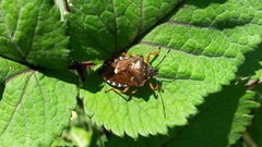 Pinthaeus sanguinipes