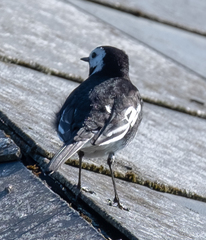 Motacilla alba yarrellii