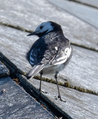 Motacilla alba yarrellii