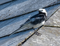 Motacilla alba yarrellii