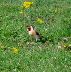 Carduelis carduelis