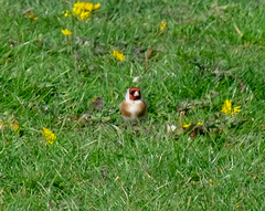 Carduelis carduelis