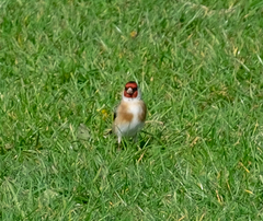 Carduelis carduelis