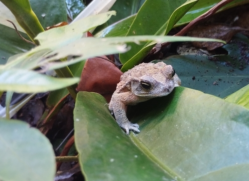 Sapo costero