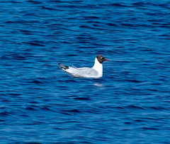 Chroicocephalus ridibundus