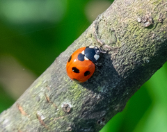 Coccinella septempunctata