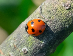 Coccinella septempunctata
