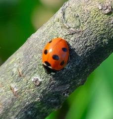 Coccinella septempunctata