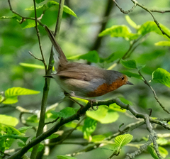 Erithacus rubecula