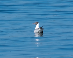 Chroicocephalus ridibundus