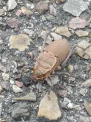 Pycnogaster cucullatus