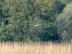 Ardea cinerea