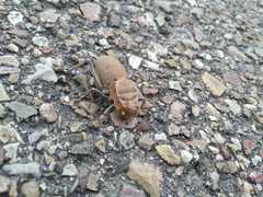 Pycnogaster cucullatus