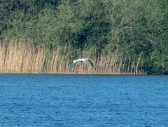 Ardea cinerea