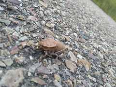 Pycnogaster cucullatus