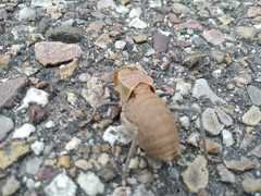 Pycnogaster cucullatus