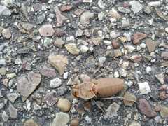 Pycnogaster cucullatus