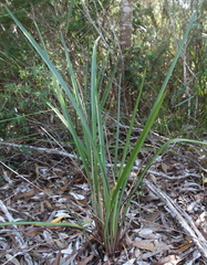 Dianella haematica